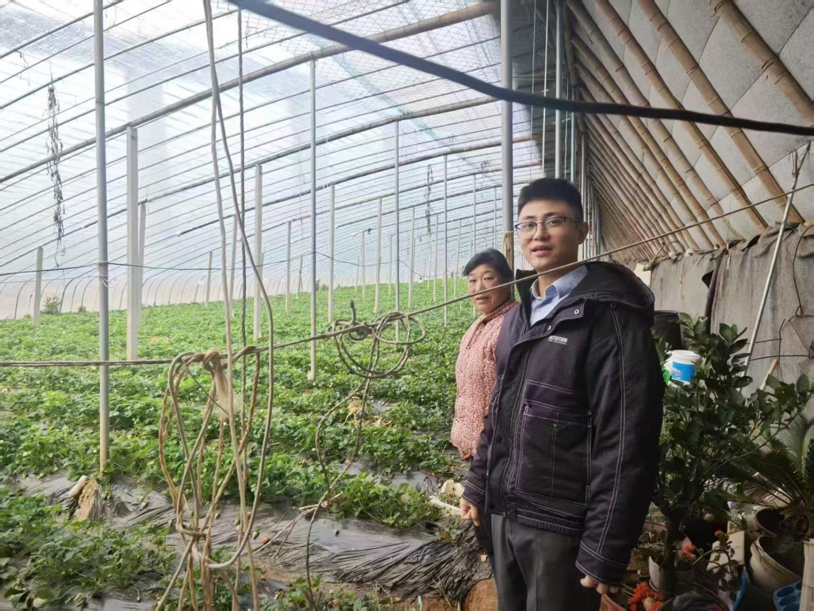 草莓大棚.jpg 草莓大棚.jpg